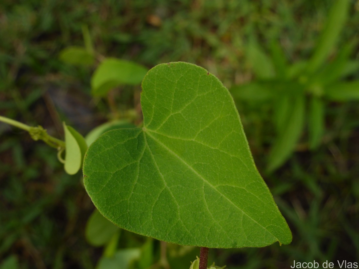 Cissampelos pareira L.